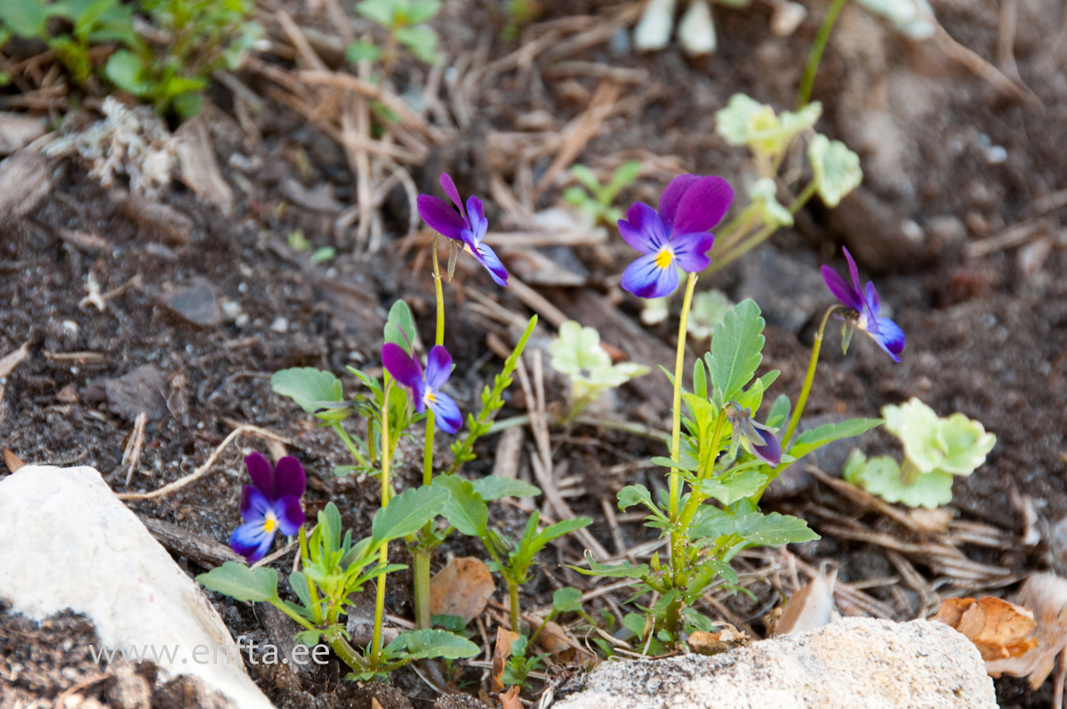 Viola x wiittrockiana